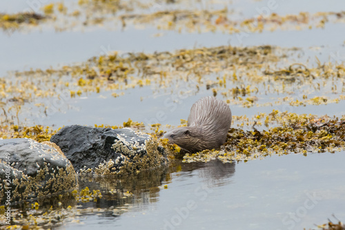 Large Juvenile Eurasian otter (Lutra lutra), fighing and foraging near parent, Isle of Mull, Scotland, United Kingdom photo