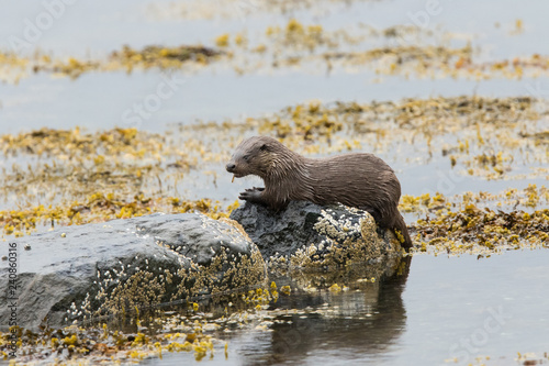 Large Juvenile Eurasian otter (Lutra lutra), fighing and foraging near parent, Isle of Mull, Scotland, United Kingdom photo