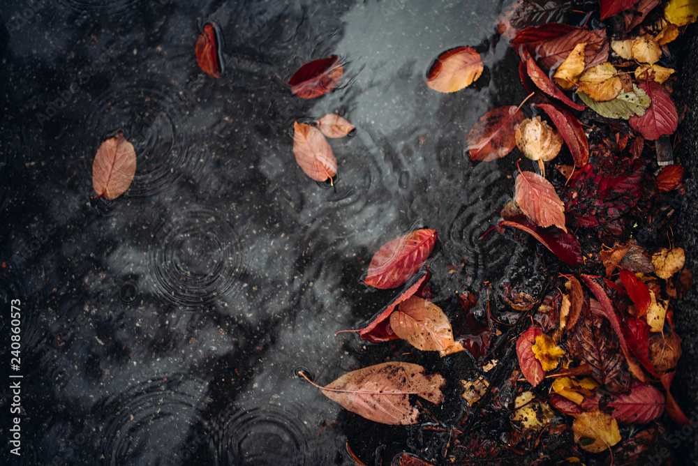  Fallen leaves in a puddle