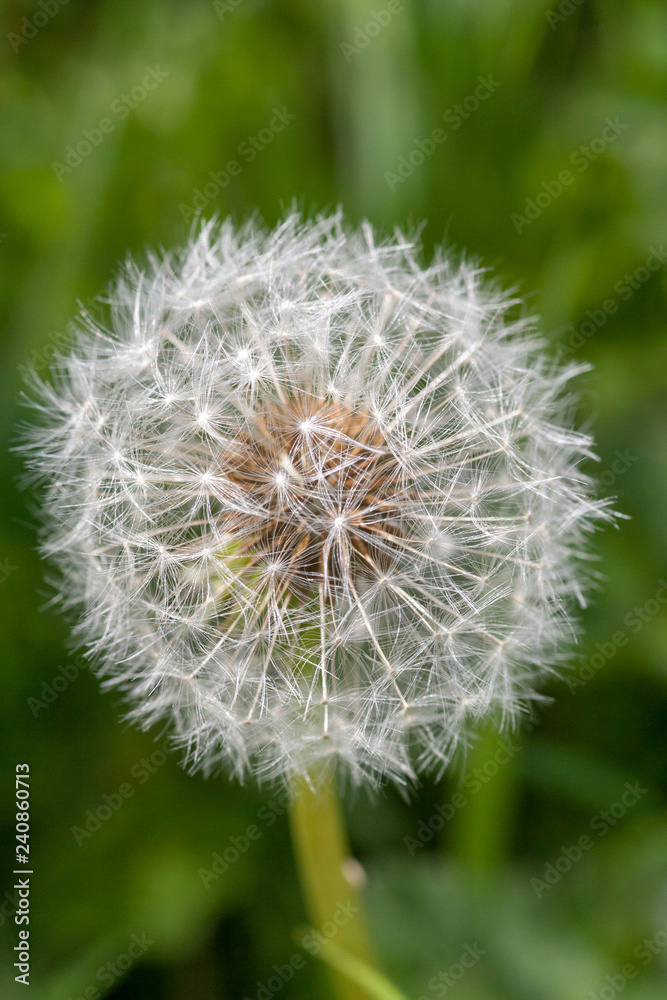 Fototapeta premium Dandelion up close