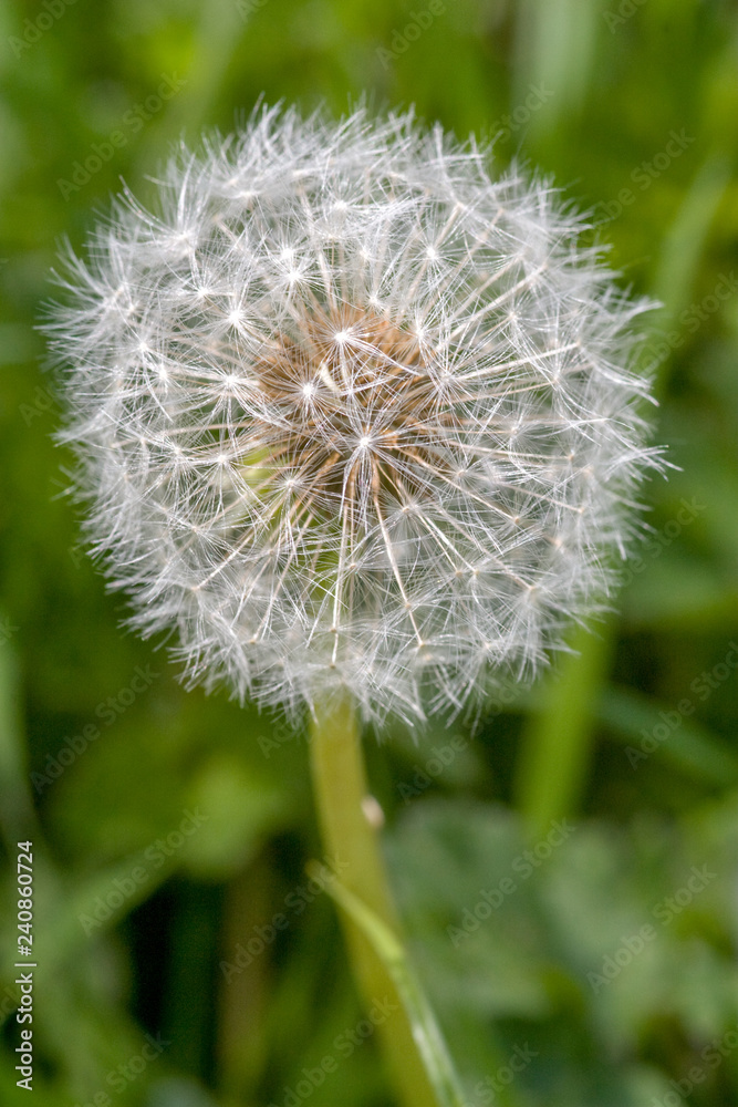 Dandelion up close Dandelion up close