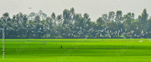 Rice field in Mekong Delta, Southern Vietnam