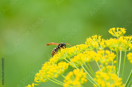 Wasp on yellow dill flowers © NCirmu
