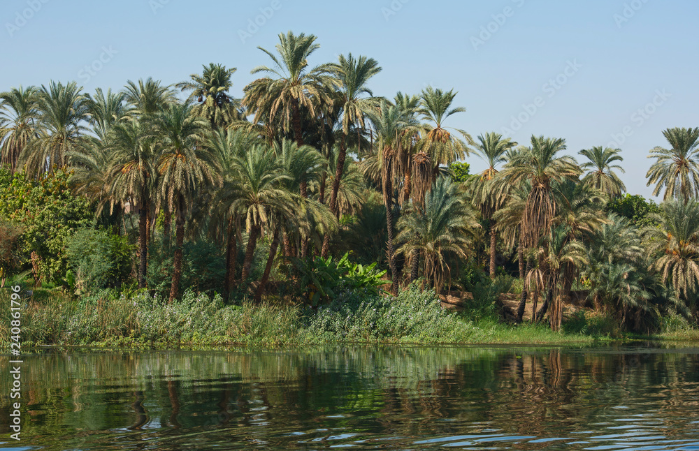 Landscape view of large river nile in Egypt with palm trees