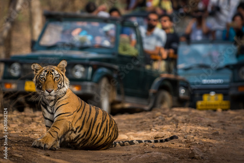 Showstopper A male tiger roadblock inside a jungle at Ranthambore Tiger Reserve, India photo