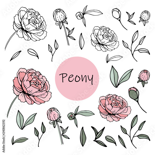 Set of peony flowers