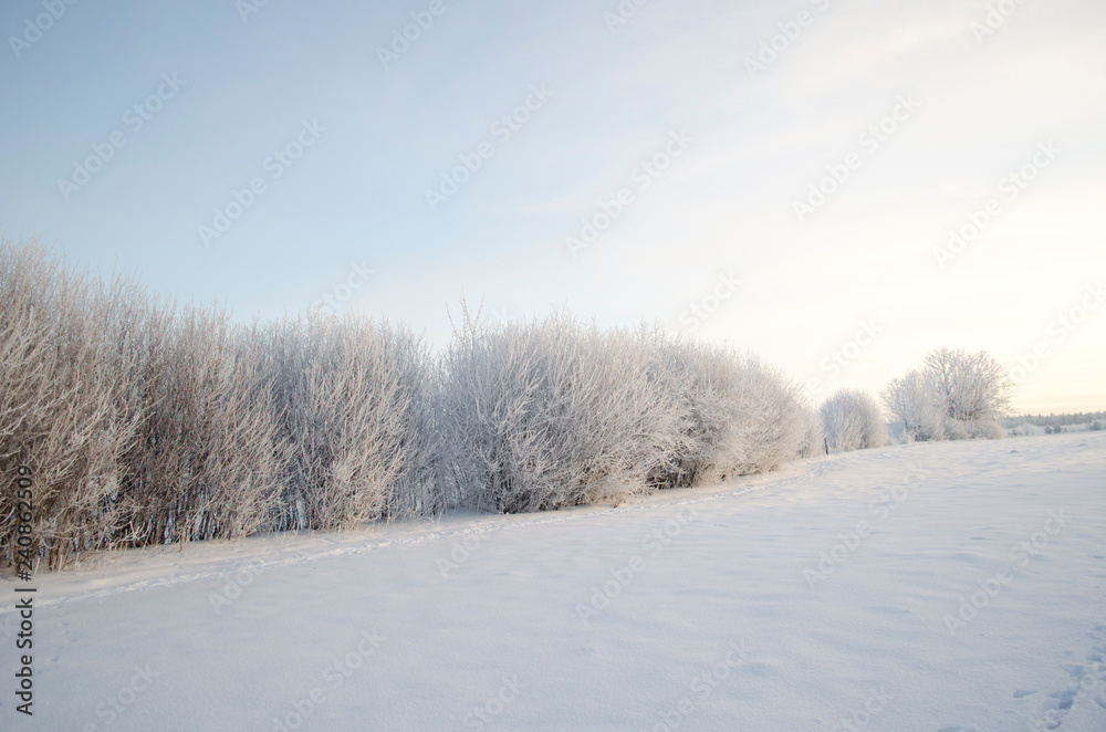 Frost on the trees, cold winter morning Frost on the trees, cold winter morning