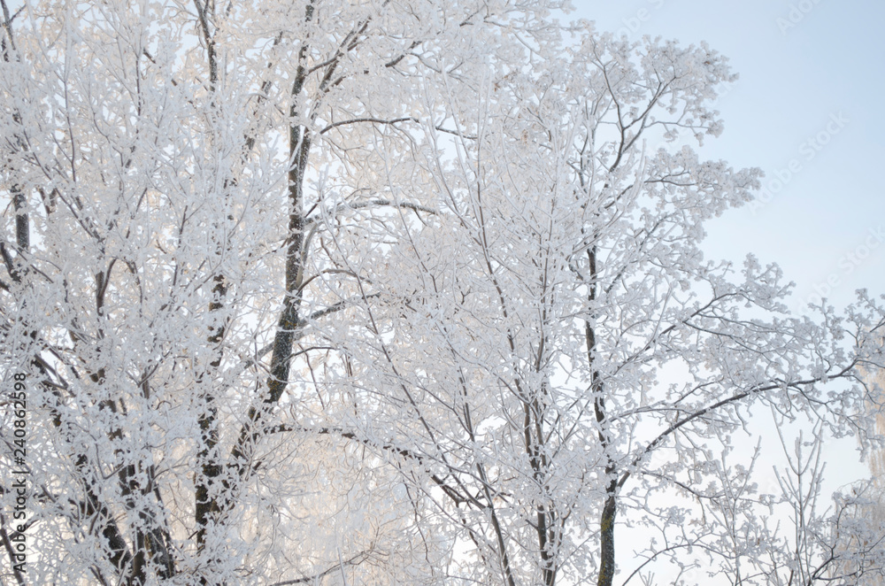 Frost on the trees, cold winter morning