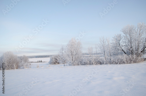 Trees in the frost, winter landscape © Никита Богачев
