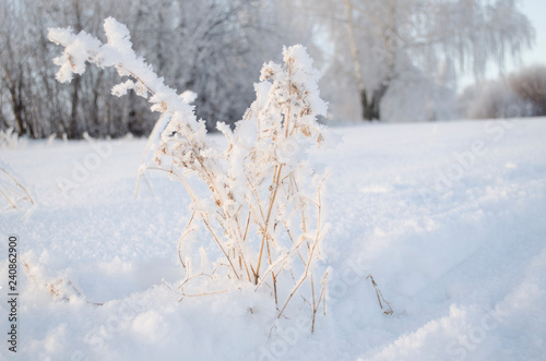 winter grass in the frost © Никита Богачев