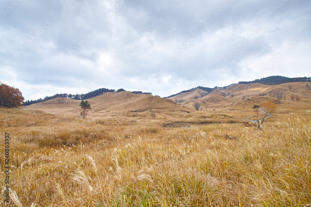 Obraz premium 金色に染まる高原