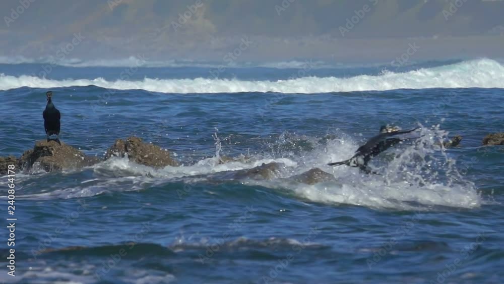 Ocean seabird wave splashing cormorant big waves Ocean seabird wave splashing cormorant big waves
