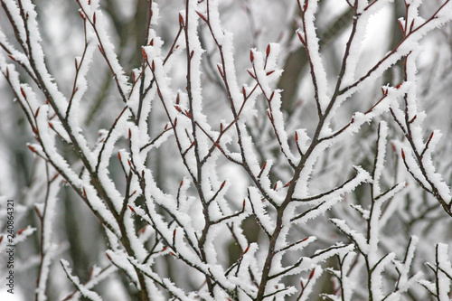 bare branches of a deciduous tree covered with snow and ice crstals