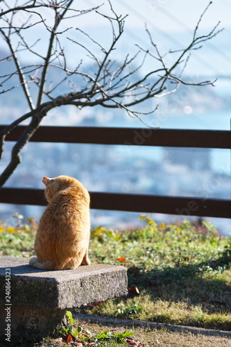 尾道の猫