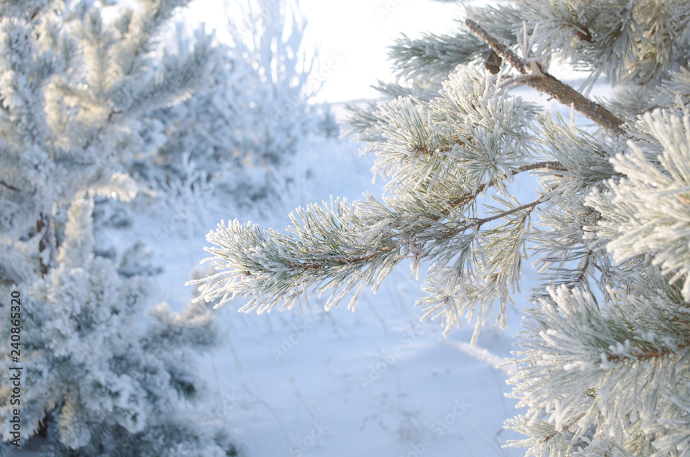 Pine tree branch in hoarfrost Pine tree branch in hoarfrost