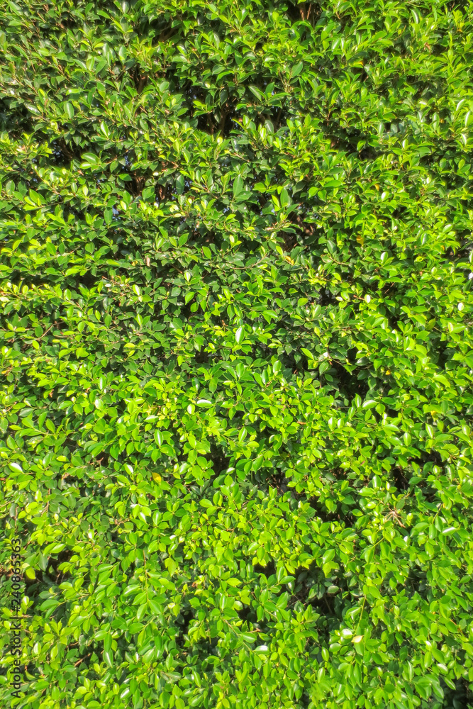 Green leave texture with edit light and color Green leave texture with edit light and color