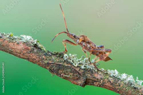 western conifer seed bug - Leptoglossus occidentalis © Marek R. Swadzba