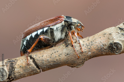 May bug - Melolontha melolontha photo