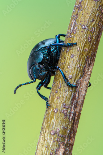 Timarcha tenebricosa - Bloody-nosed beetle photo