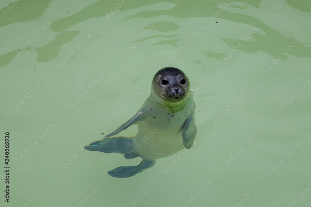 Baby Seals Swimming