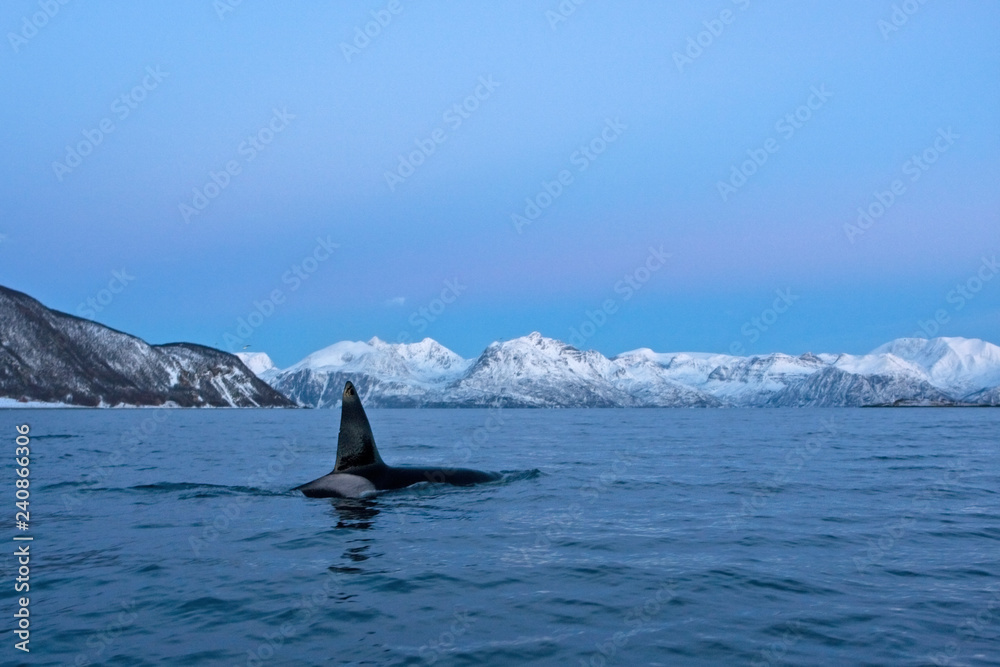 Naklejka premium killer whale, orca, orcinus orca