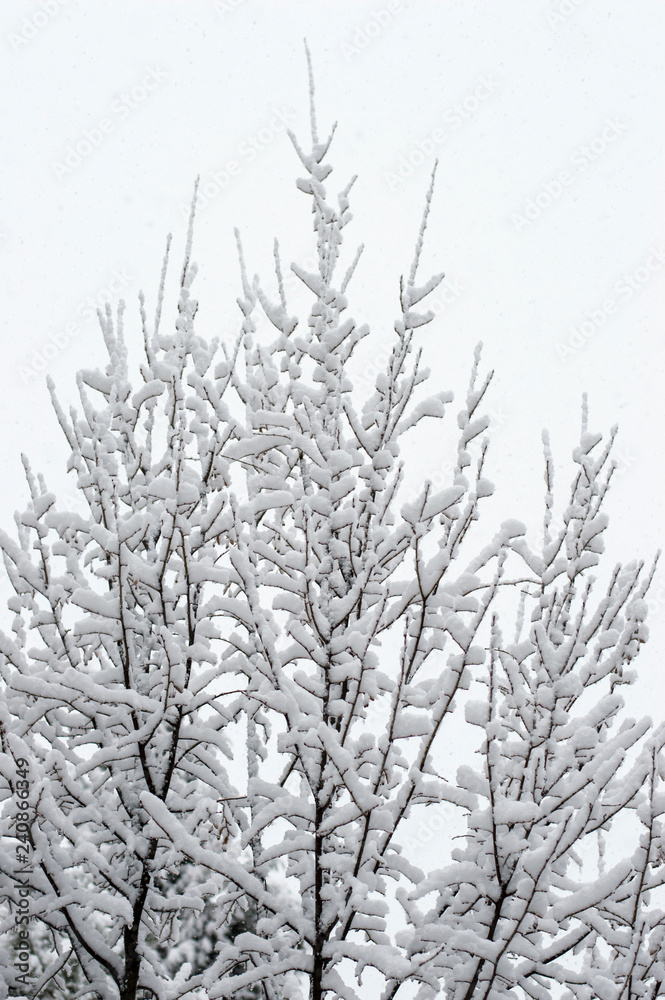 Fototapeta premium Beautiful pattern of tree branches under the snow