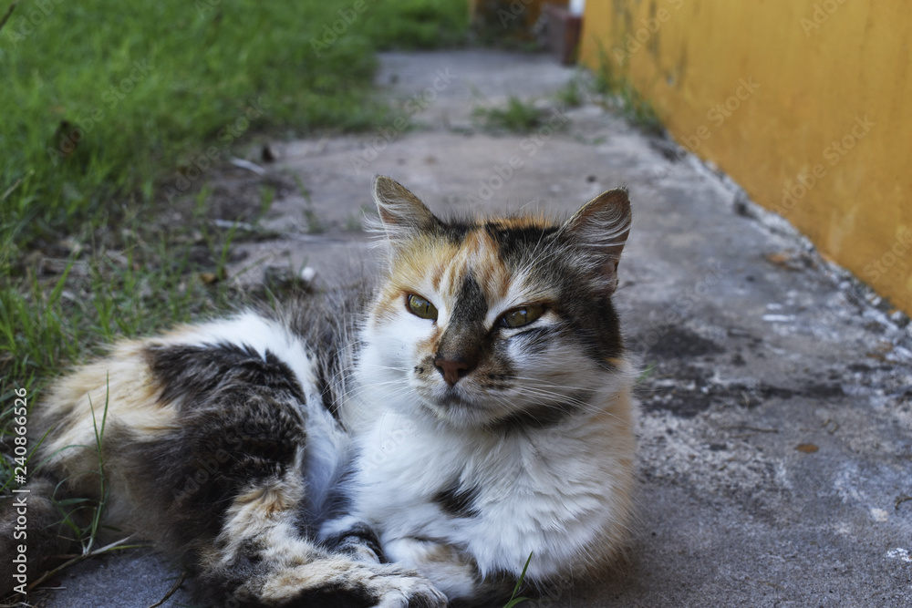 Esta gatita se deja retratar mientras descansa en el suelo Esta gatita se deja retratar mientras descansa en el suelo