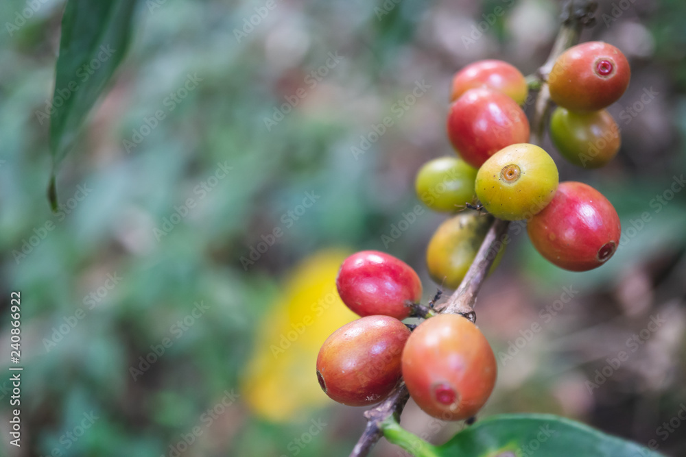 fresh organic coffee cherries with coffee tree in northern part of thailand, selective focus fresh organic coffee cherries with coffee tree in northern part of thailand, selective focus