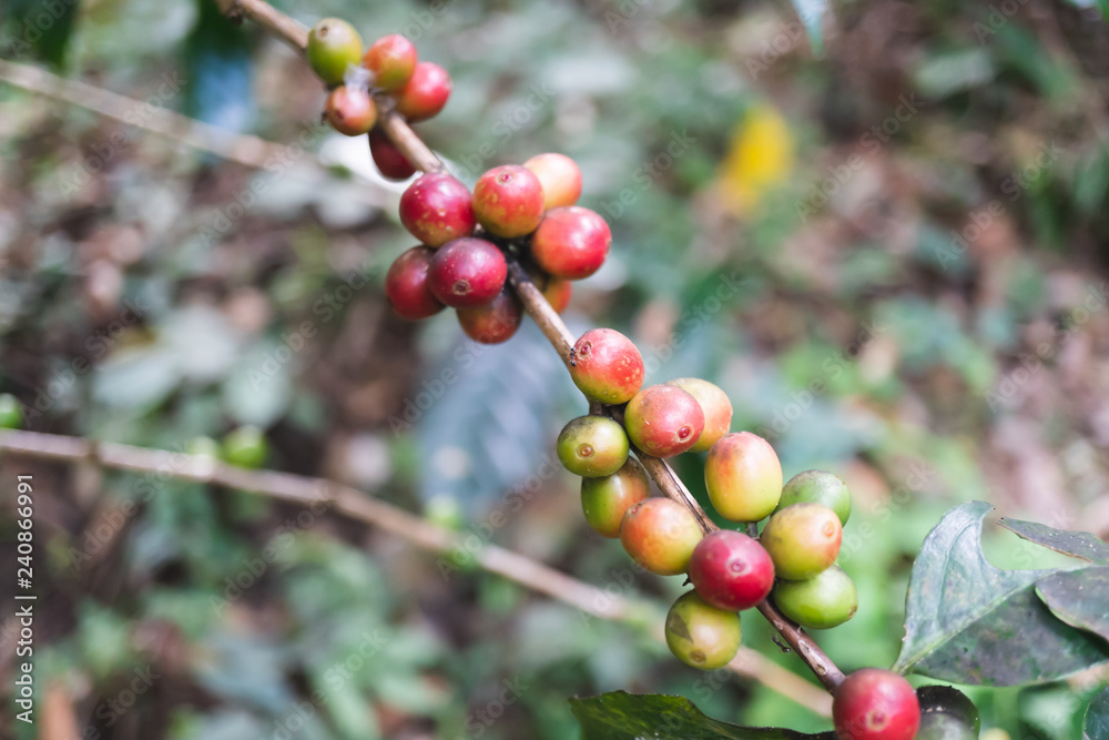 fresh organic coffee cherries with coffee tree in northern part of thailand, selective focus fresh organic coffee cherries with coffee tree in northern part of thailand, selective focus