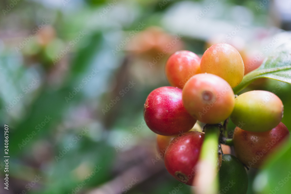 fresh organic coffee cherries with coffee tree in northern part of thailand, selective focus