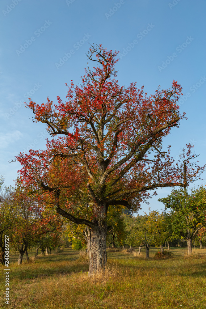 Fototapeta premium colorful tree in rural landscape