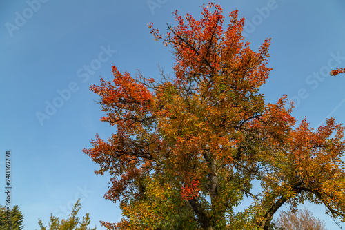 colorful tree in rural landscape photo