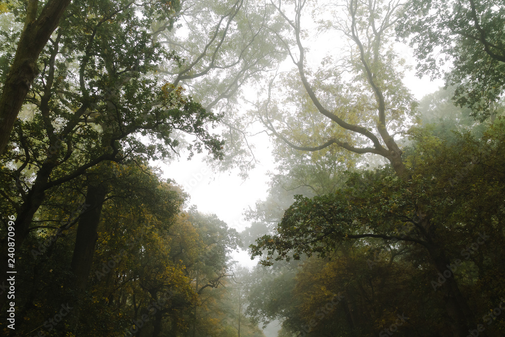 Foggy Trees In Autumn Foggy Trees In Autumn