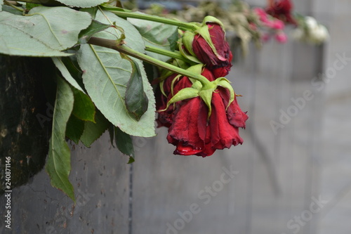 Rosas muertas en monumento