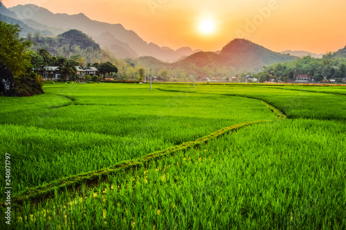 sunset rice field