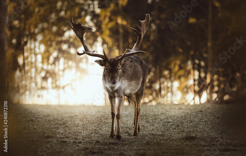Hirsch in natürlicher Umgebung im Herbst © SchlechVisual