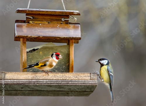 Fotografi Chardonneret elegant - Carduelis carduelis avec Mesange charbonniere - Parus maj