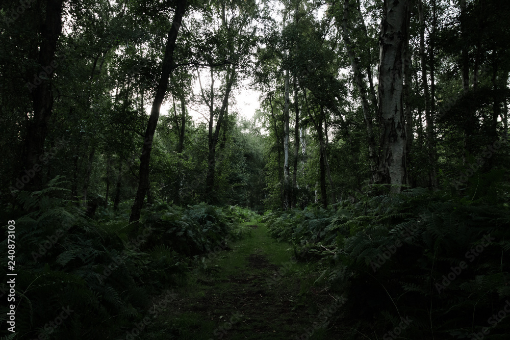 Dark Overgrown Forest Path Dark Overgrown Forest Path