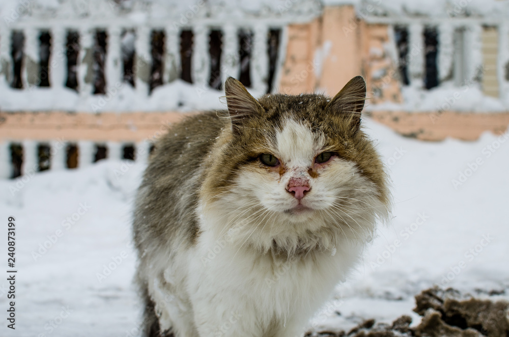 Homeless cat on the street in winter. Homeless cat close up