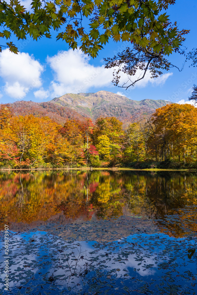 紅葉の白山国立公園・刈込池 Stock Photo | Adobe Stock