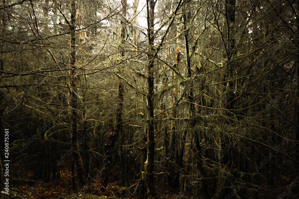 Fototapeta premium Mossy Trees In The Rain