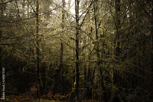 Fototapeta Naklejka Na Ścianę i Meble -  Mossy Trees In The Rain
