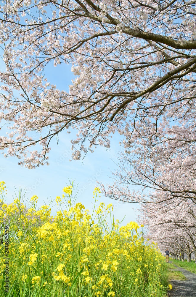 快晴の空と桜・菜の花の並木道 快晴の空と桜・菜の花の並木道