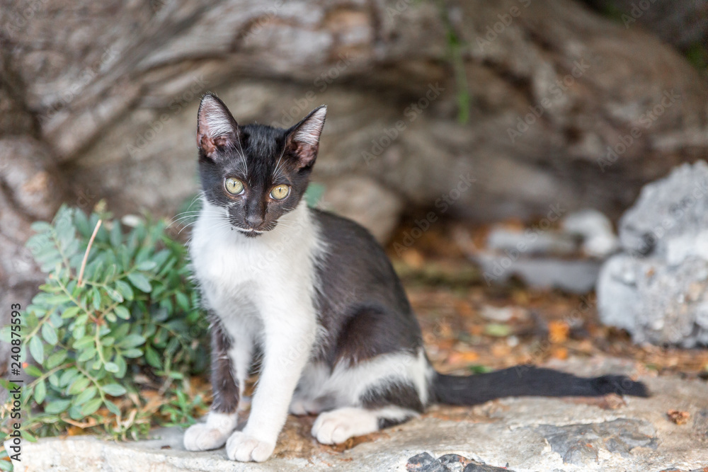 Wild black and white cat at the entrance of a cave