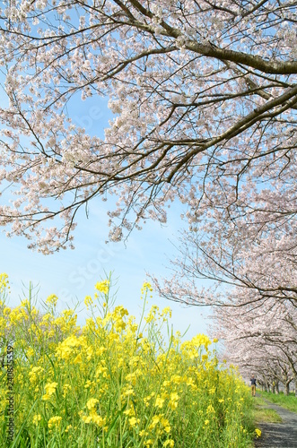 快晴の空と桜・菜の花の並木道 © 祐太 大砂
