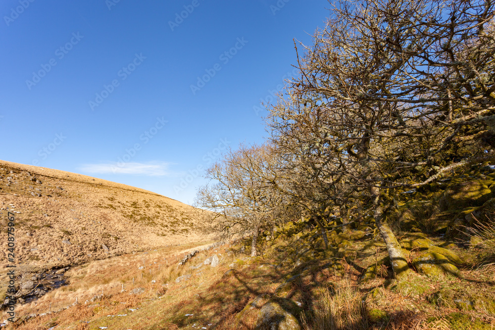 Valley in Dartmoor National Park