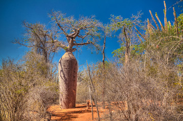 Leinwandbilder Baobab Grandidier Baobab in Reniala Madagaskar  © homocosmicos