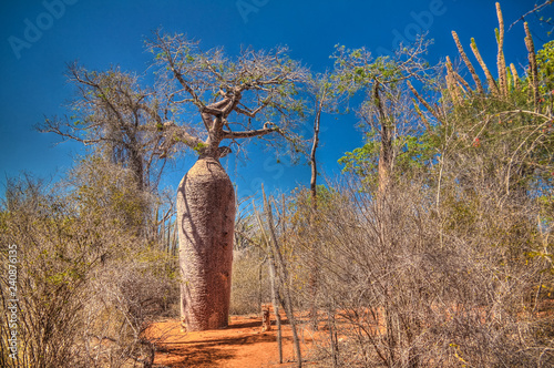 Landscape with Adansonia grandidieri baobab tree in Reniala national park, Toliara, Madagascar photo