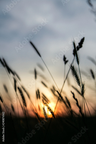 Tall Grass At Sunset
