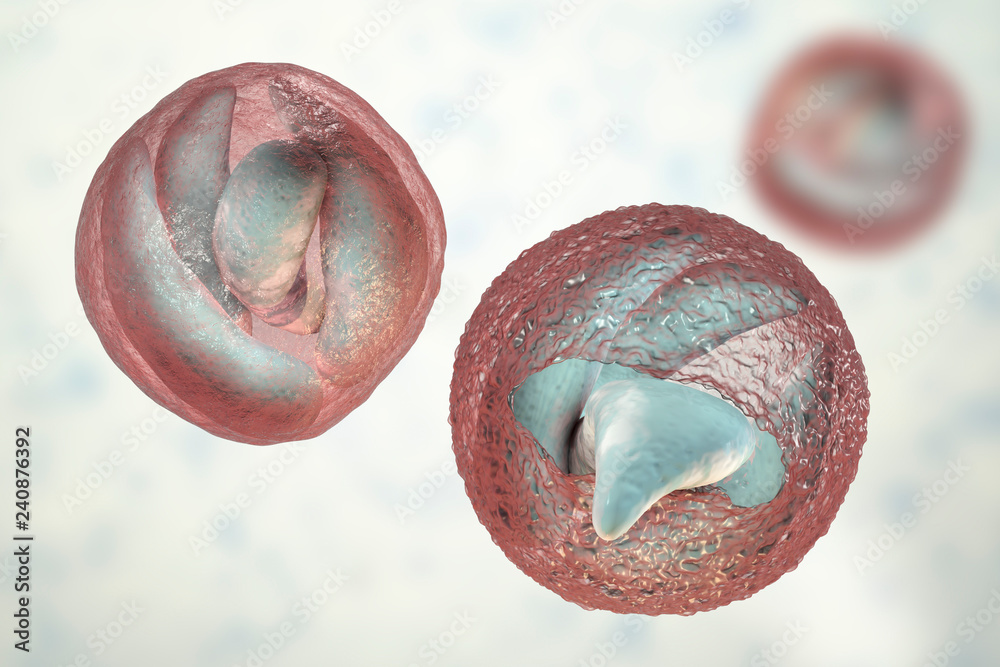 Ilustração do Stock: Release of sporozoites from Cryptosporidium parvum ...